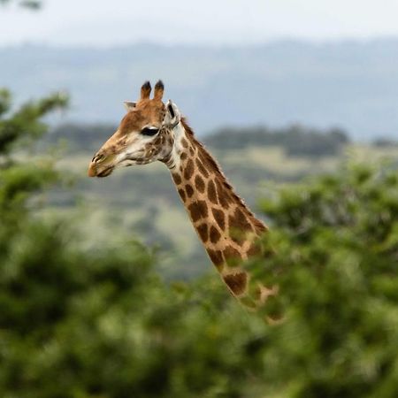 Woodbury Tented Camp - Amakhala Game Reserve Exterior photo