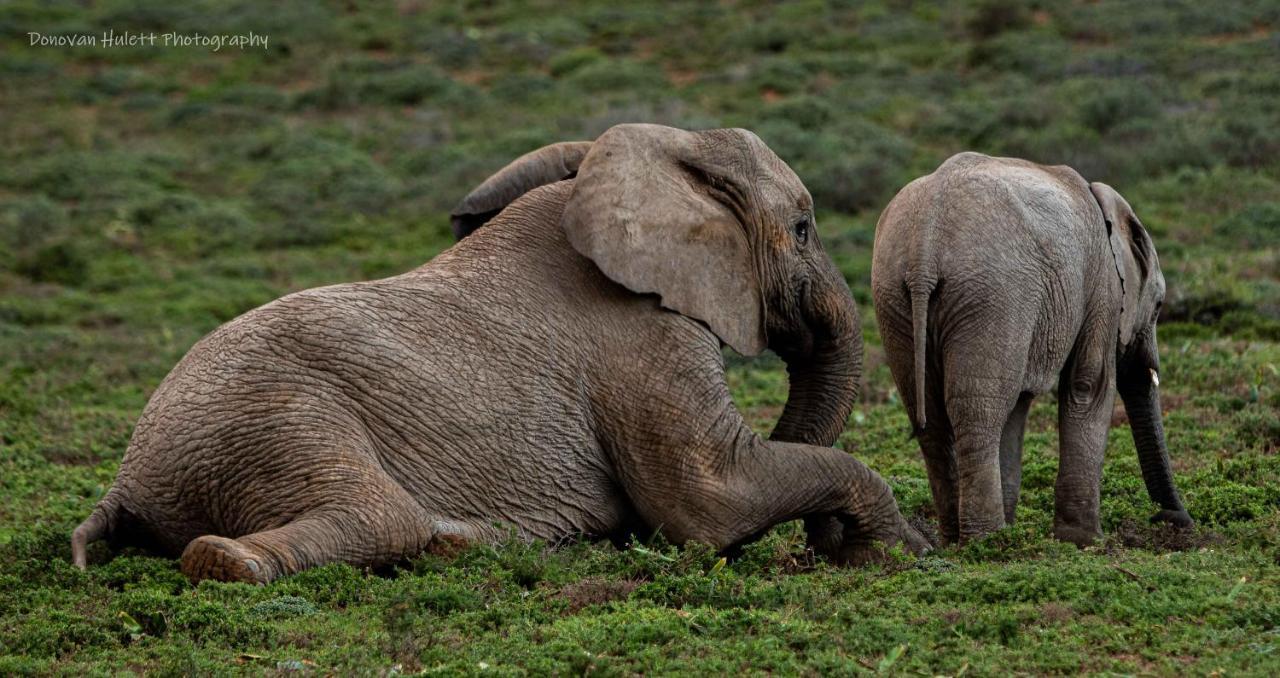 Woodbury Tented Camp - Amakhala Game Reserve Exterior photo