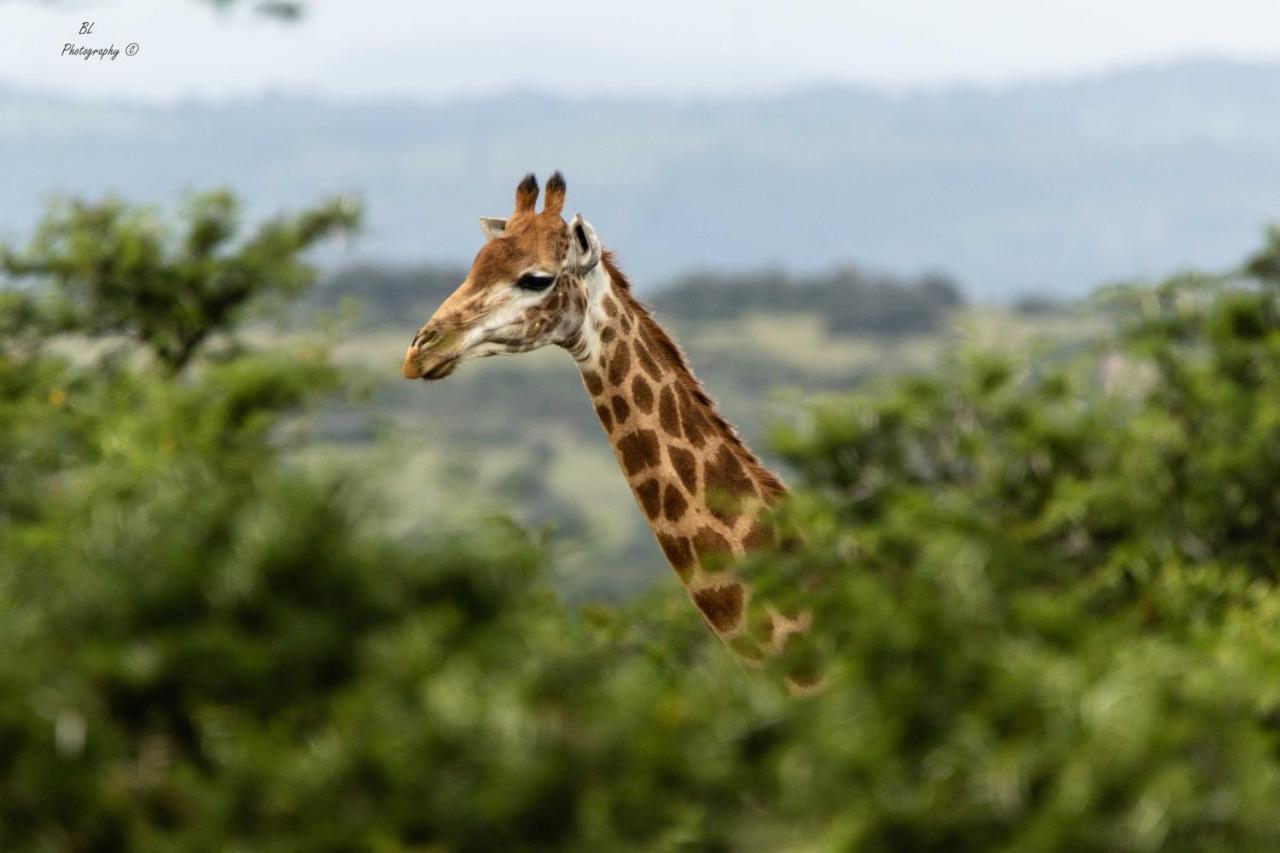 Woodbury Tented Camp - Amakhala Game Reserve Exterior photo